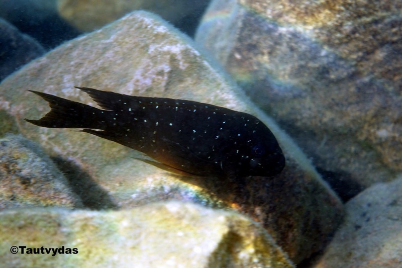 Petrochromis trewavasae 'Ndole Bay'